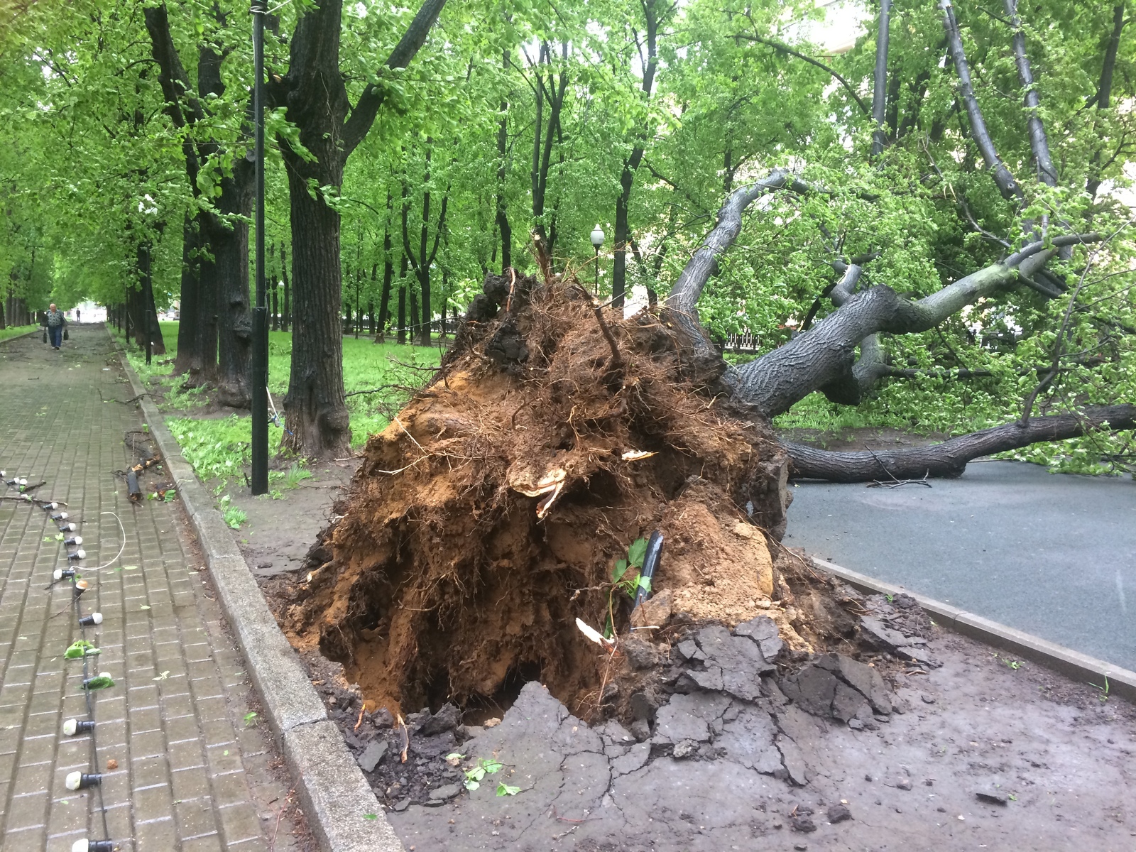 Деревопад Мэрии и наши головы